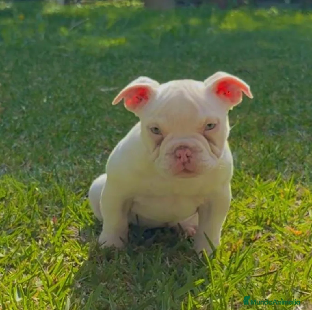 American Bully perros en venta: American bully pocket  - Anuncio 8