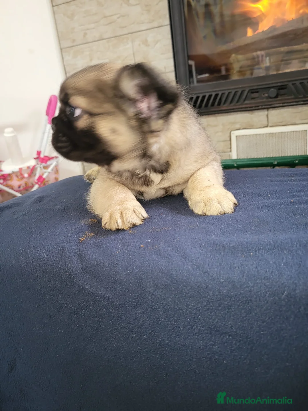 Bulldog Francés perros en venta: Bulldog Frances Fluffy macho y hembras  - Anuncio 14