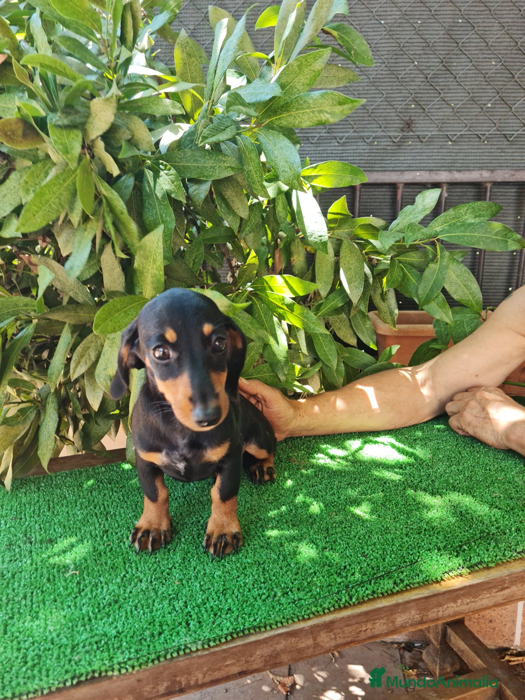 Teckel perros en venta: Teckel  canichen - Imagen 1