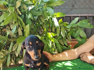 Teckel perros - Anuncio 10