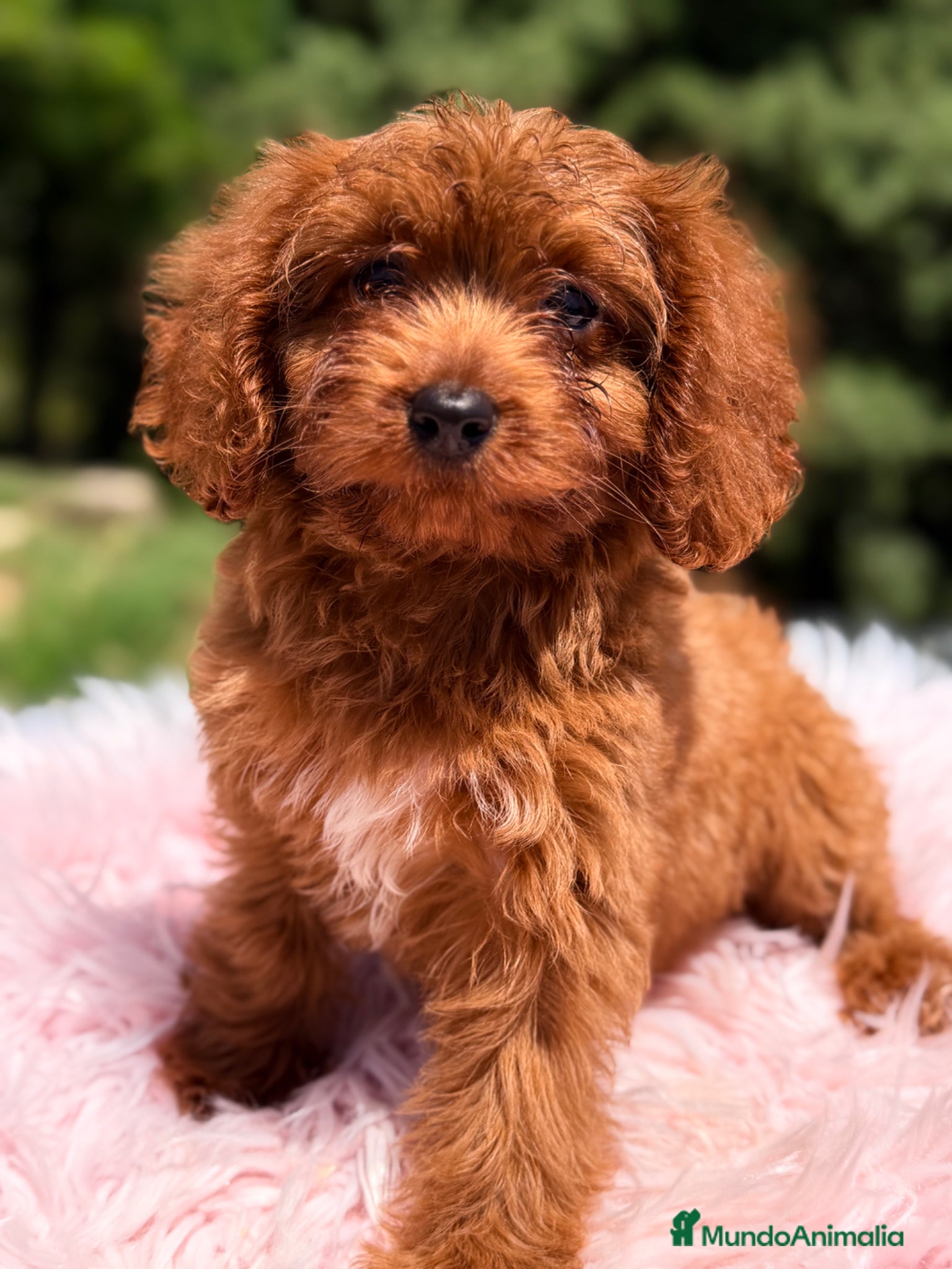 Cavapoo perros Cavapoo roja  - Anuncio 1