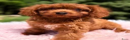 Cavapoo perros en venta: Cavapoo roja  - Anuncio 1