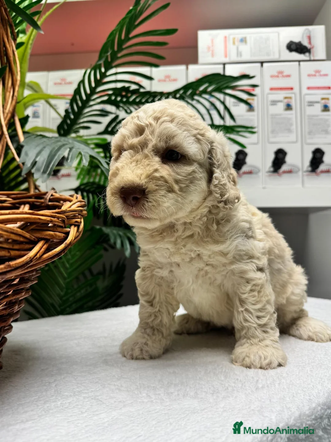 Perro de Agua Español perros en venta: PERRO DE AGUA ESPAÑOL-RABON - Anuncio 13