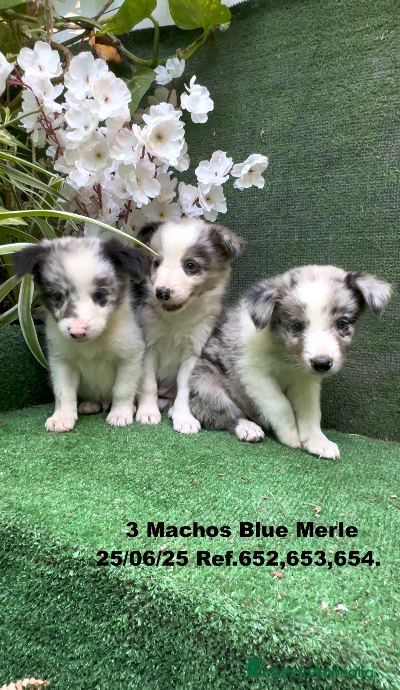 Border Collie perros BORDER COLLIE DE VILLA BIZNAGA - Anuncio 2