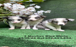 Border Collie perros en venta: BORDER COLLIE DE VILLA BIZNAGA - Imagen 2