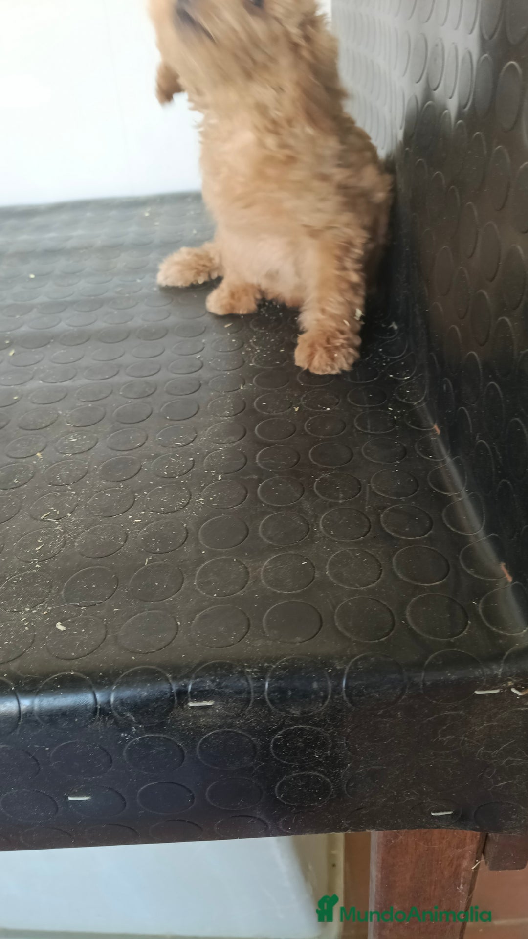 Maltipoo perros en venta: Maltipoo hembra  - Imagen 4