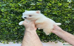Pomerania perros en venta: Pomerania Blanco - Imagen 1