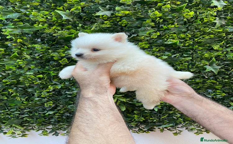 Pomerania perros - Anuncio 13