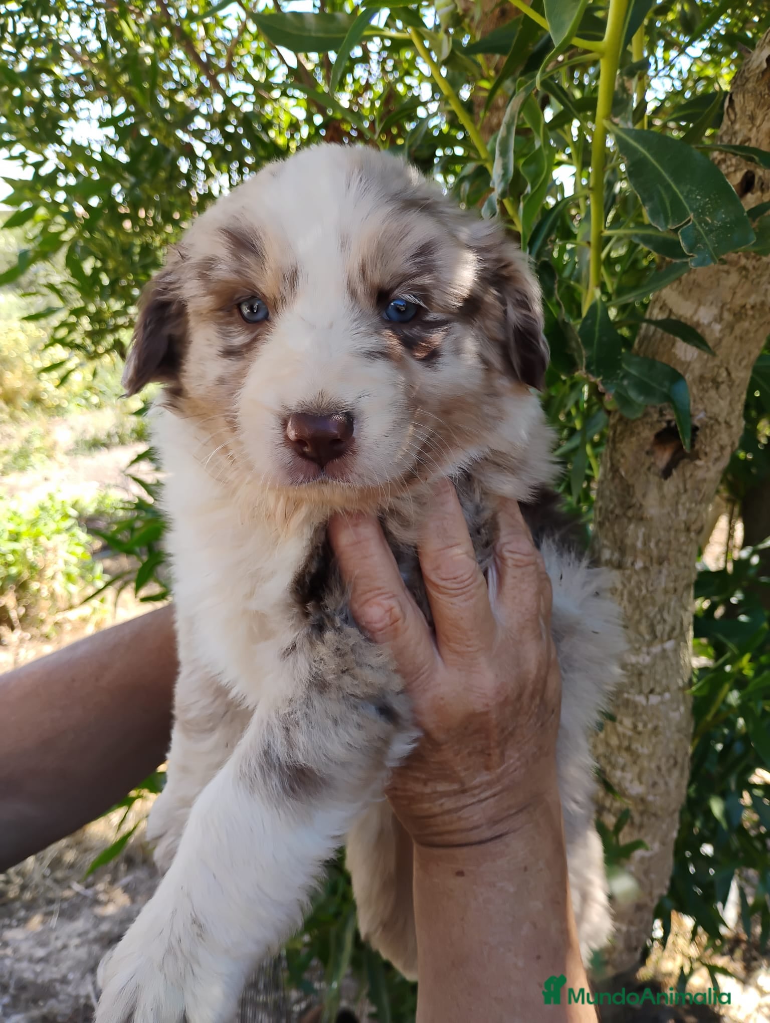 Border Collie perros Bordell collin De Máxima Calidad - Anuncio 4