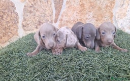 Teckel perros en venta: Teckel Hembra - Imagen 2