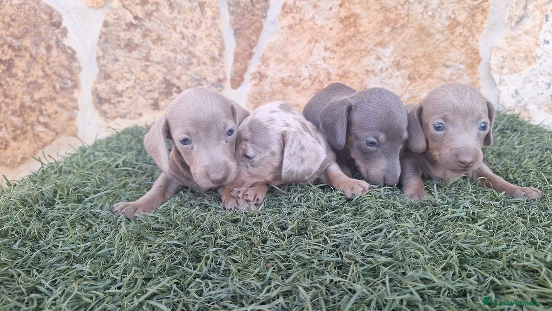 Teckel perros en venta: Teckel Hembra - Imagen 2