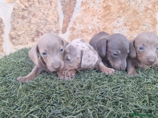 Teckel perros - Anuncio 14