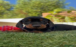 Teckel Miniatura perros en venta: TECKEL MINIATURA  - Imagen 6