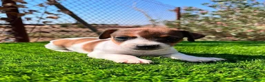 Jack Russell Terrier 2