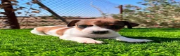 Jack Russell Terrier perros en venta: Jack russell🐾 - Anuncio 2