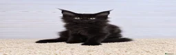 Maine Coon gatos en venta: Gatitos Maine Coon - Anuncio 3