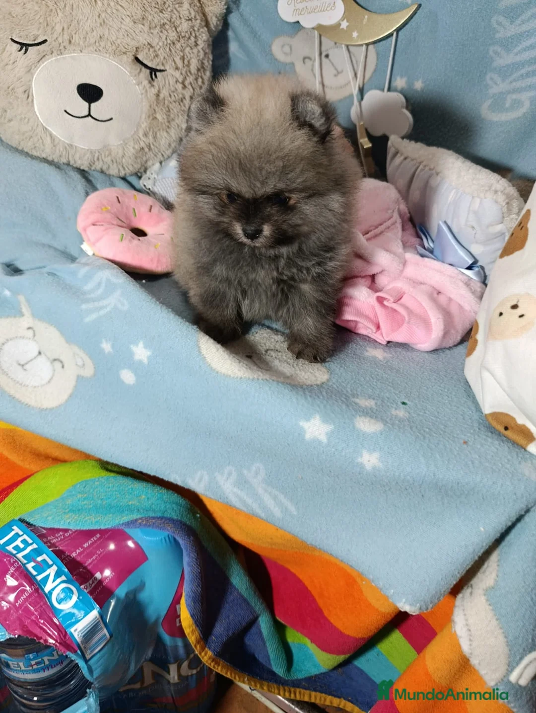 Pomerania perros en venta: Macho naranja ositos - Anuncio 2