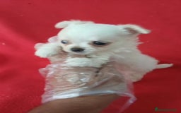 Chihuahua perros en venta: Chihuahua Mini Hembra  - Imagen 2