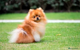Pomerania perros en venta: Espectaculares cachorros de POMERANIA. en Madrid - Imagen 6