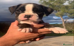 Boxer perros en venta: Cachorros BOXER - Imagen 1