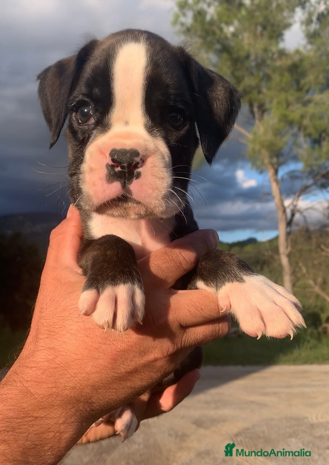 Boxer perros en venta: Cachorros BOXER - Imagen 1