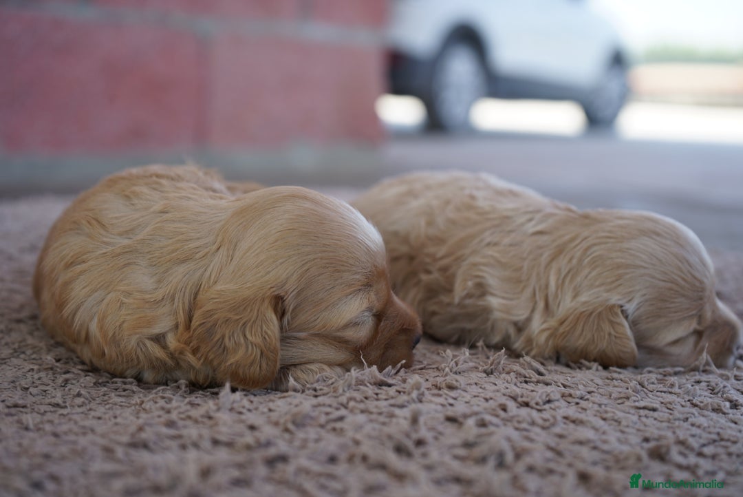 Maltipoo perros en venta: ✨ Tres pequeñas Maltipoo · 🐶 20 días de vida - Imagen 4