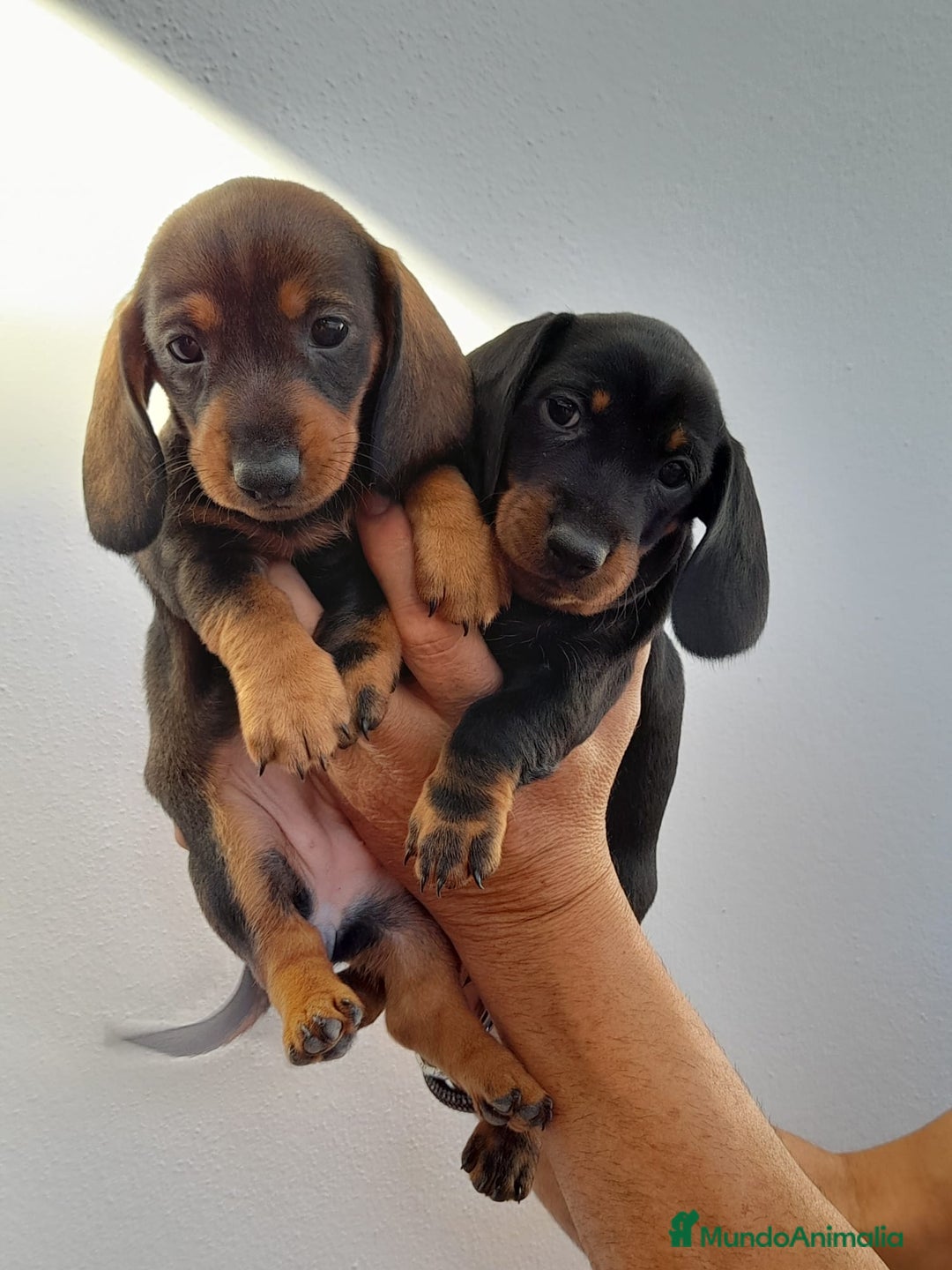 Teckel Miniatura perros en venta: Camada de teckel miniaturas - Imagen 2