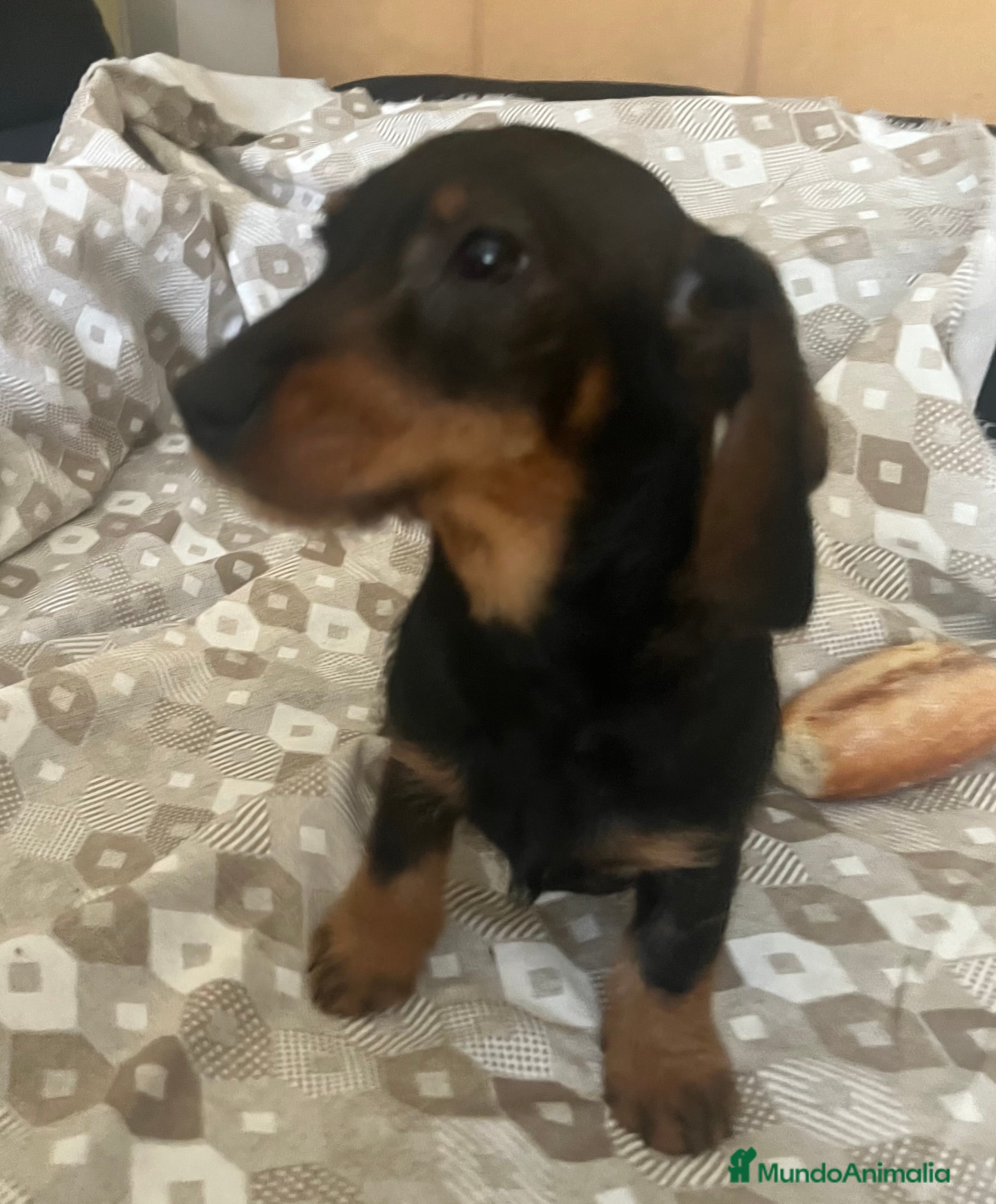 Teckel perros Teckel hembra - Anuncio 1