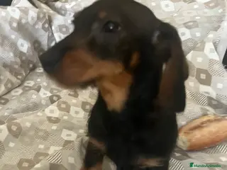 Teckel perros Teckel hembra - Anuncio 17