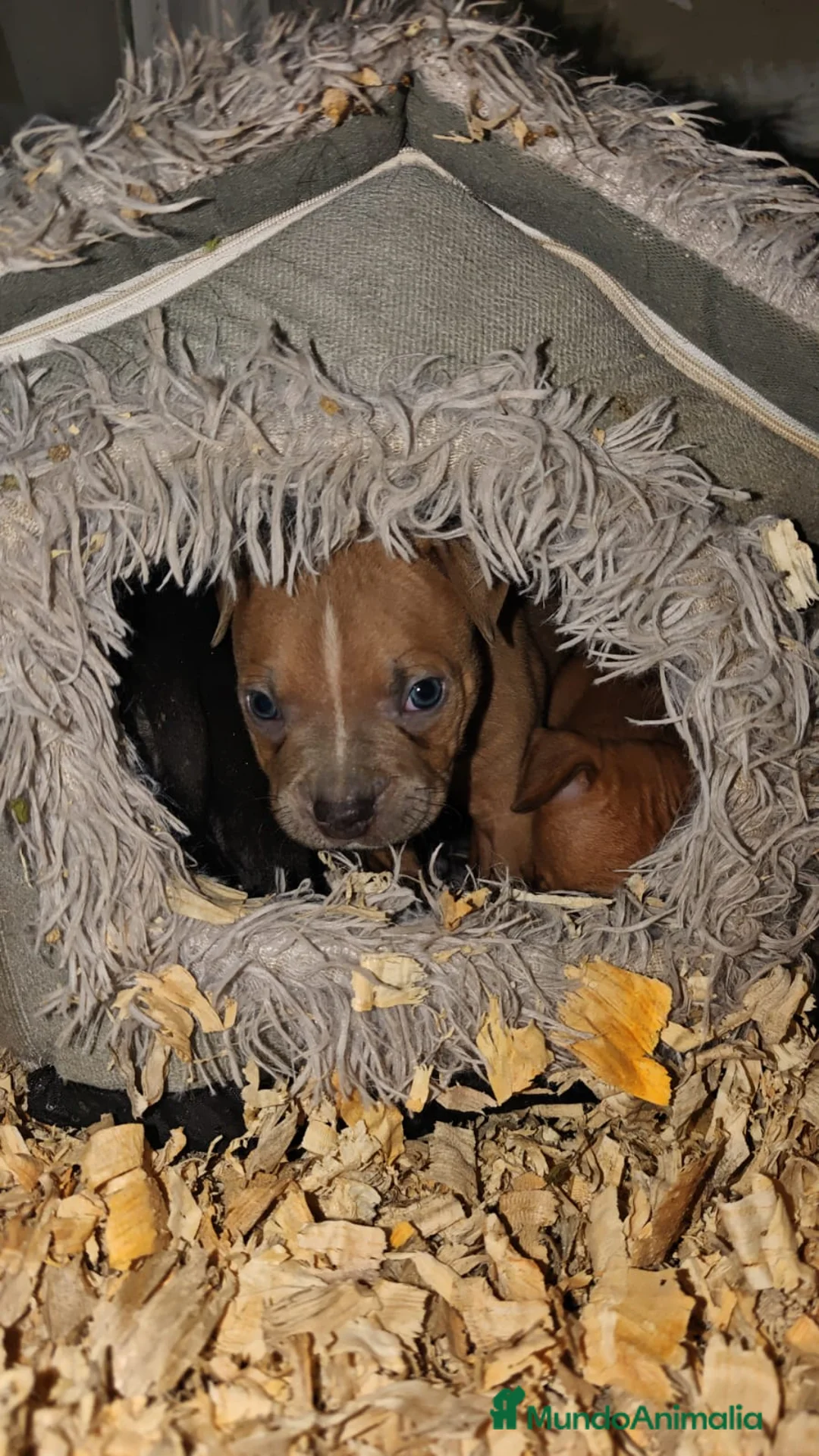 American Bully perros en venta: American bully  - Anuncio 3