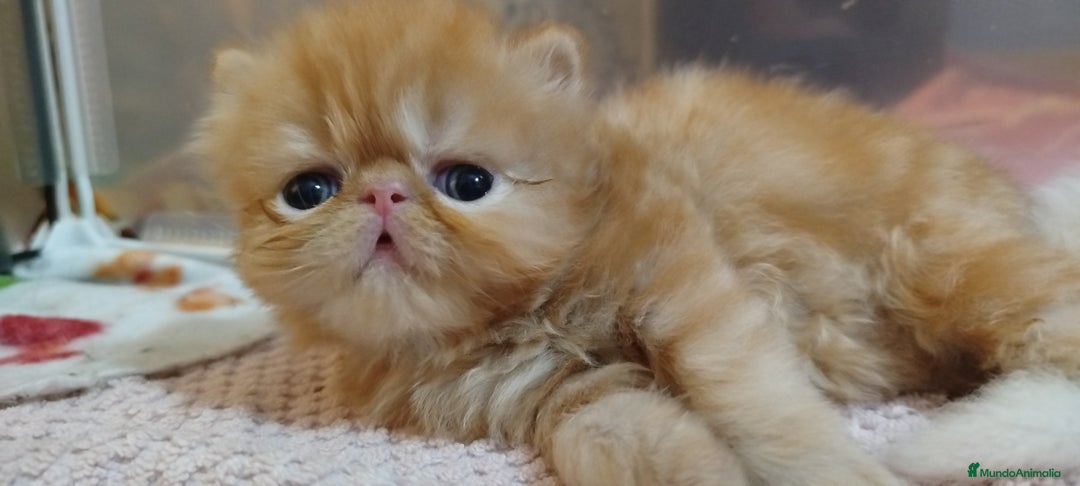 Persa gatos en venta: Gatita Persa Hembra Roja - Imagen 7