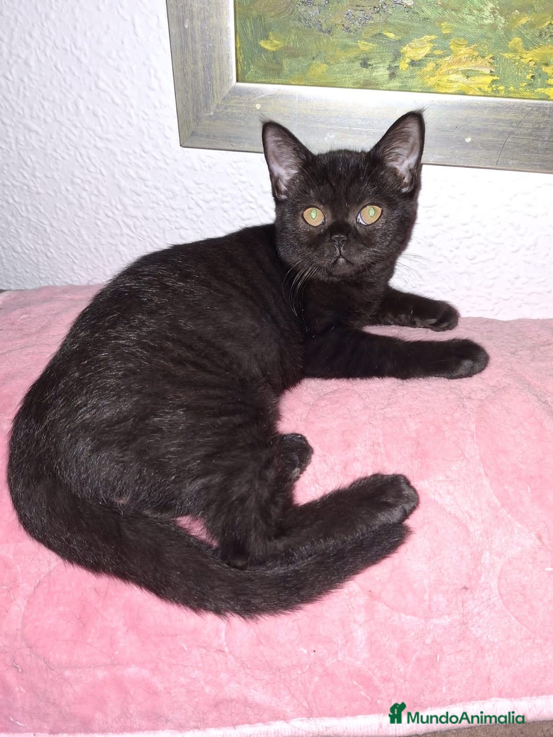 Exótico de Pelo Corto gatos en venta: Raza exótica - Imagen 3