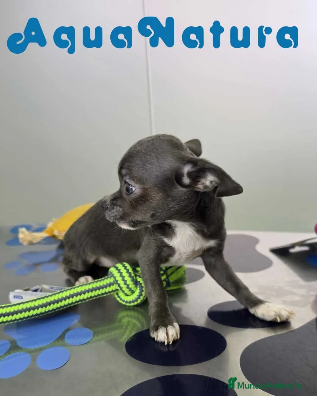 Chihuahua perros en venta: Chihuahua Hembra de Pam y Choco (Ref 4143) - Anuncio 2
