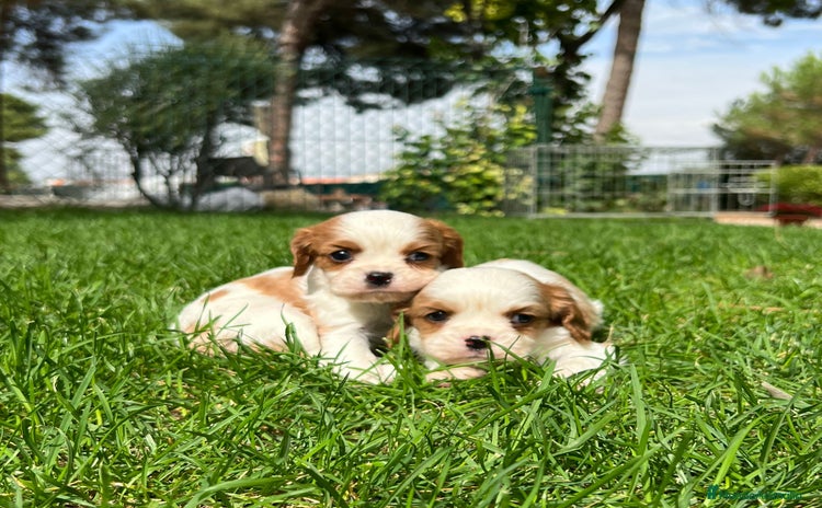 Cavalier King Charles Spaniel perros - Anuncio 1
