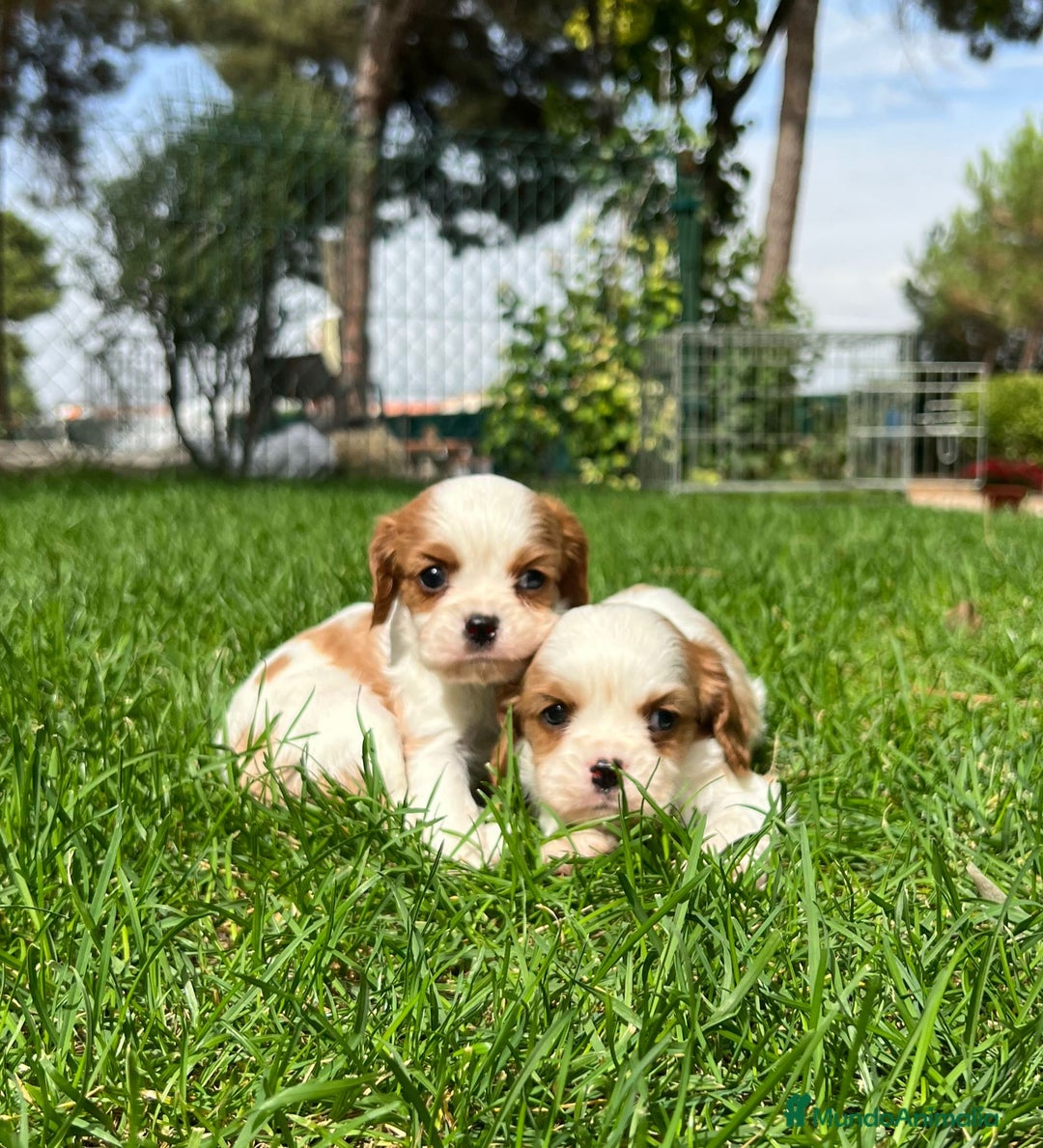 Cavalier King Charles Spaniel perros en venta: Cavalier king - Imagen 1