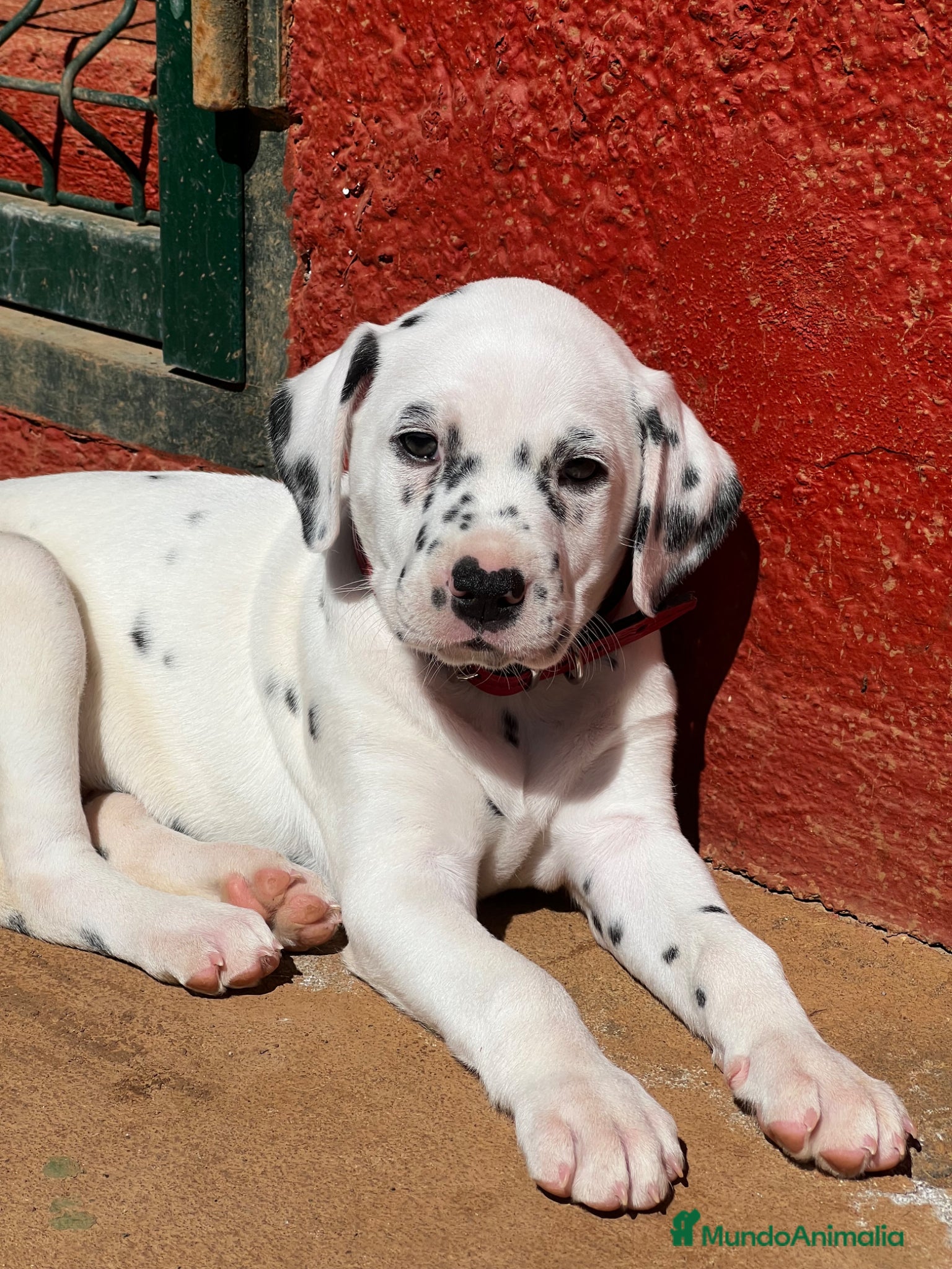 Dálmata perros Cachorrita hembra de Dalmata  - Anuncio 1