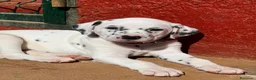 Dálmata perros en venta: Cachorrita hembra de Dalmata  - Anuncio 1