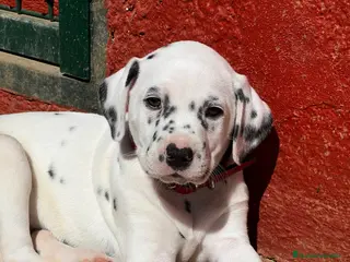 Dálmata perros Cachorrita hembra de Dalmata - Anuncio 1