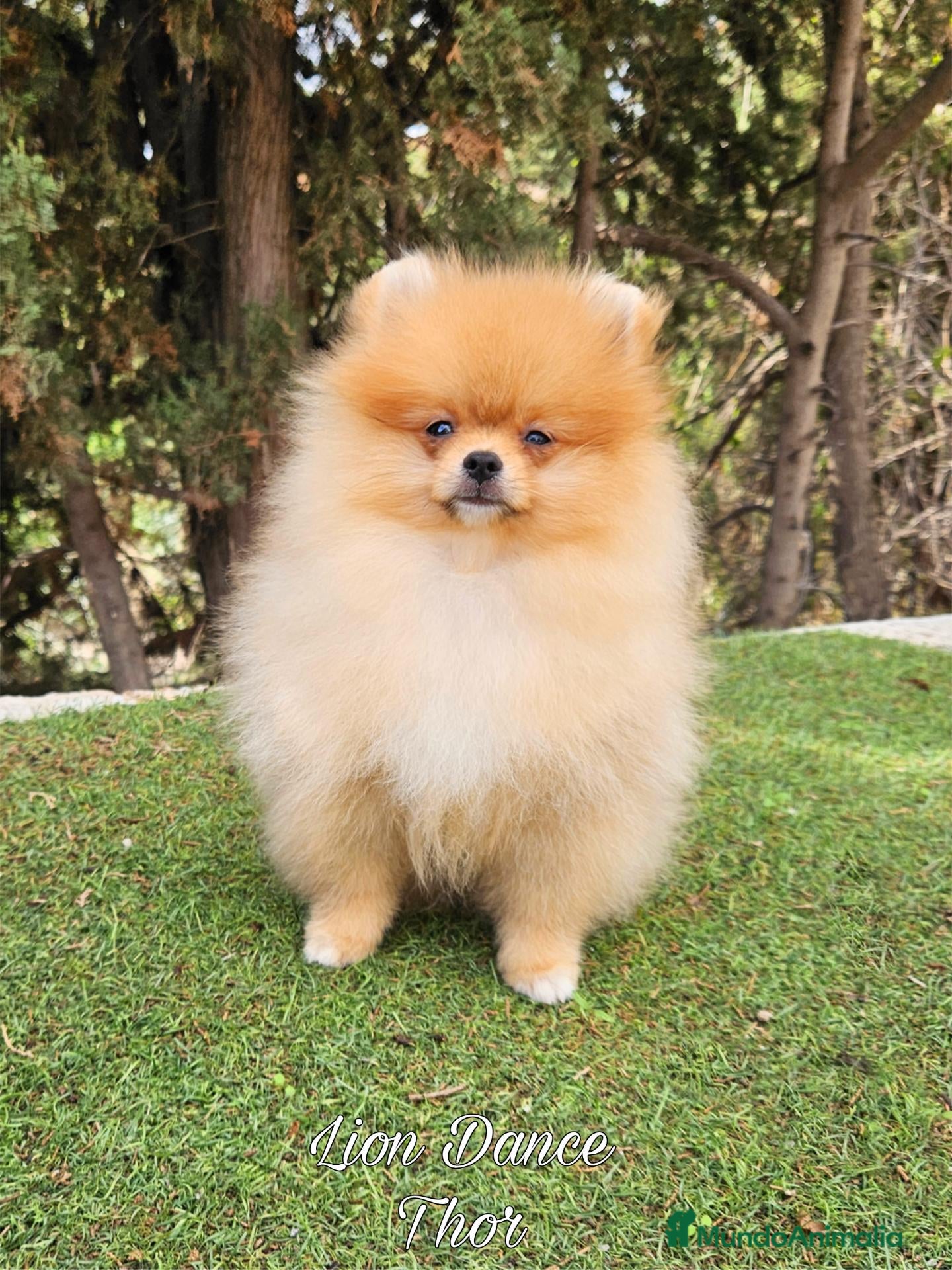 Pomerania perros en venta: Pomeranias calidad excepcional - Anuncio 1