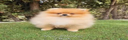 Pomerania perros en venta: Pomeranias calidad excepcional en Málaga - Anuncio 1