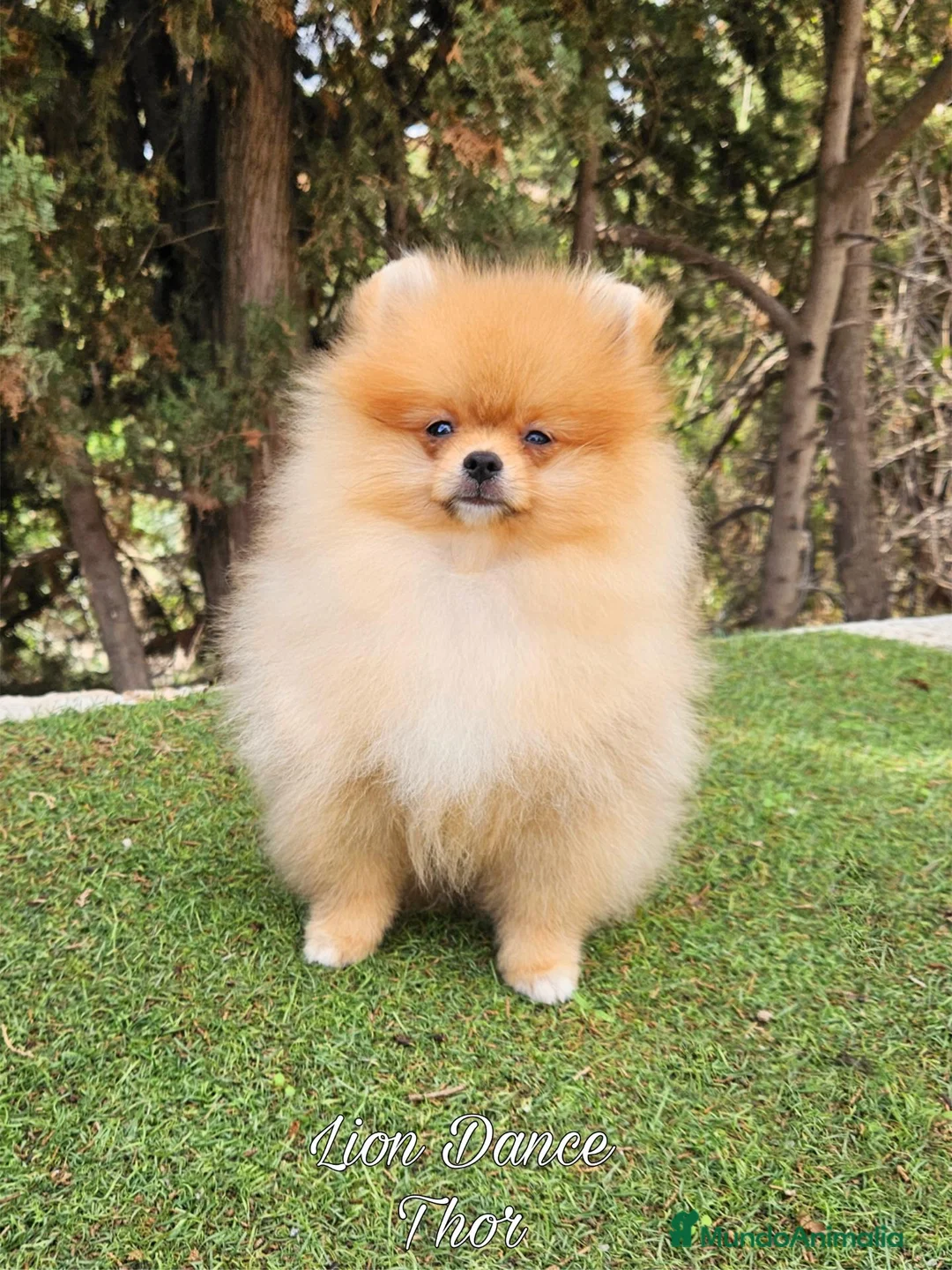 Pomerania perros en venta: Pomeranias calidad excepcional en Málaga - Anuncio 1