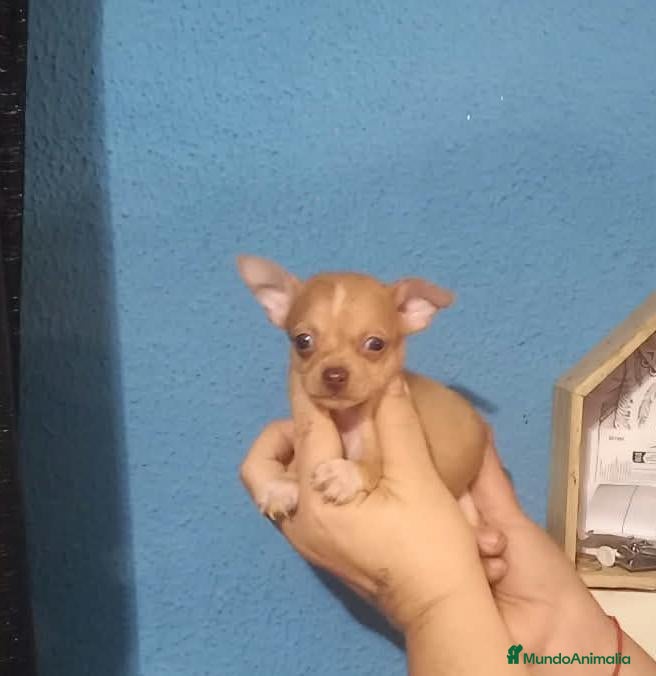 Chihuahua perros Solo quedan ya dos machos para reservar  - Anuncio 8