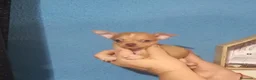 Chihuahua perros en venta: Chihuahua super pequeño  - Anuncio 1