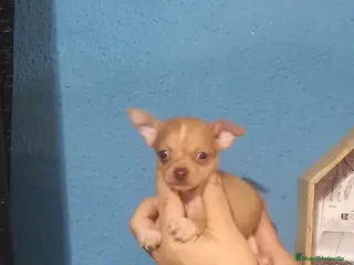 Chihuahua perros Solo quedan ya dos machos para reservar - Anuncio 8