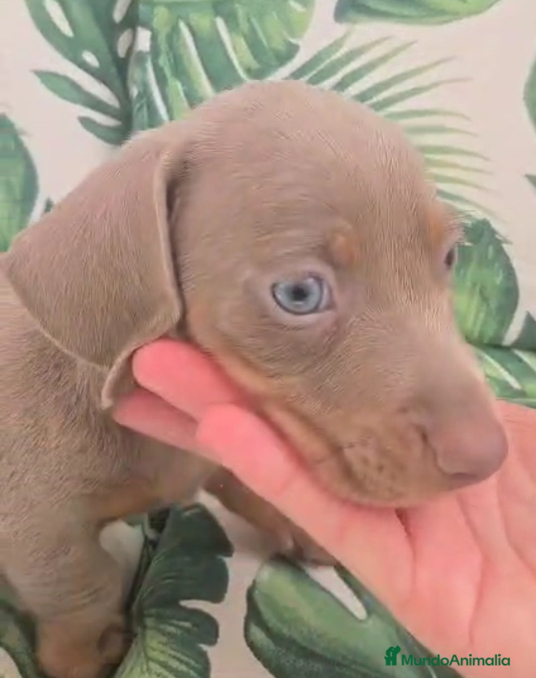 Teckel perros en venta: Preciosos teckel kaninchen y varias razas  - Imagen 6