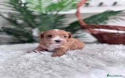 Maltipoo perros en venta: MALTIPOO - Imagen 13