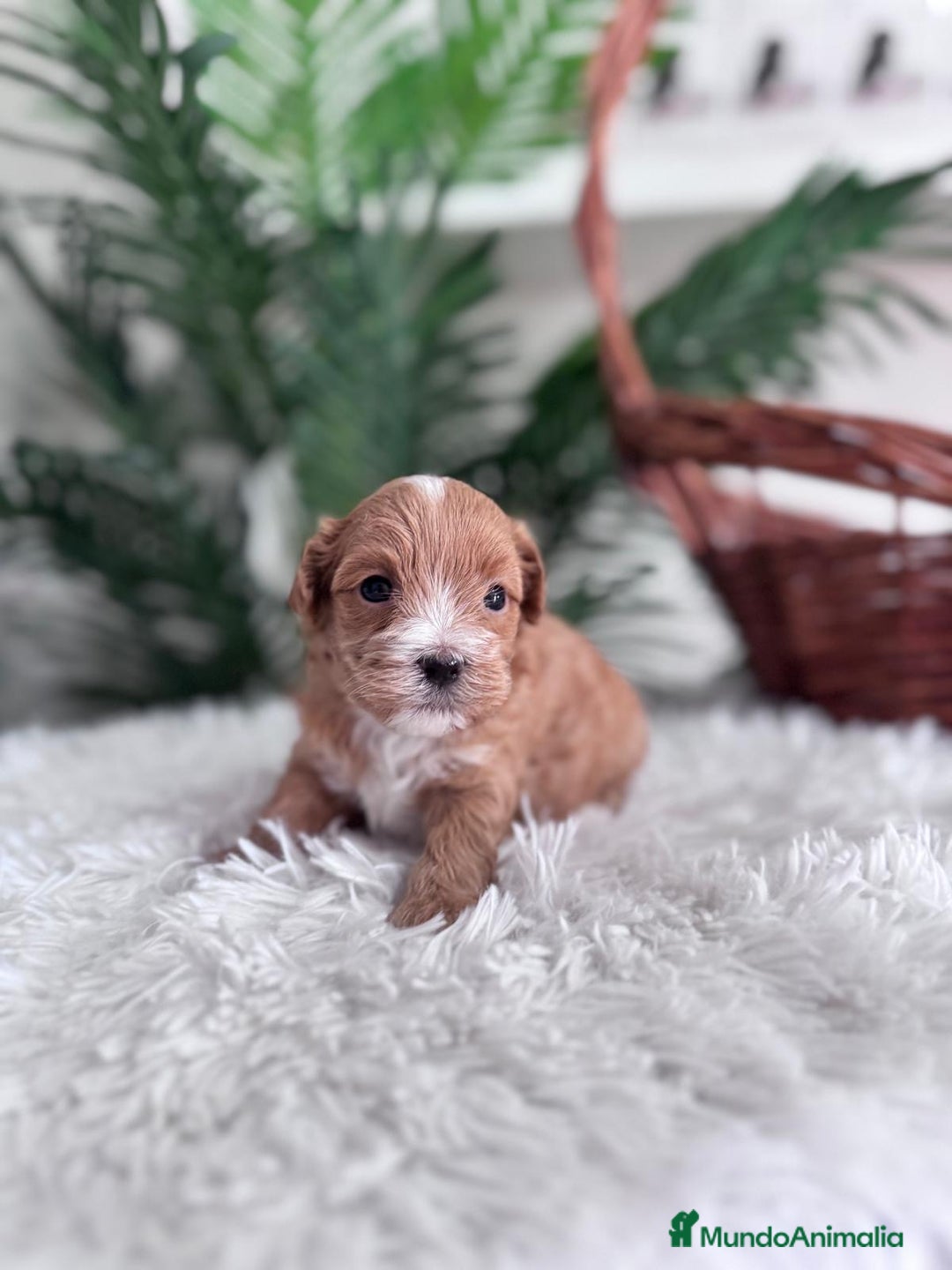 Maltipoo perros en venta: MALTIPOO - Imagen 13