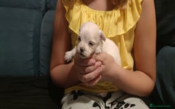 Bichón Maltés perros en venta: Bichón Maltés Toy  - Imagen 4