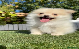 Pomerania perros en venta: POMERANIA - Imagen 28
