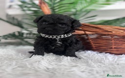 Caniche Toy perros en venta: CANICHE TOY MACHO - Anuncio 11